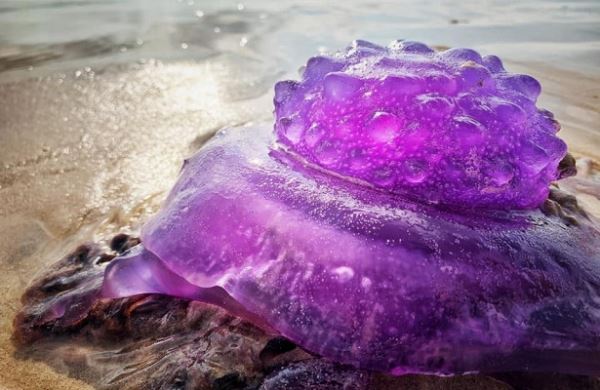 <br />
На австралийском пляже нашли инопланетную медузу<br />
