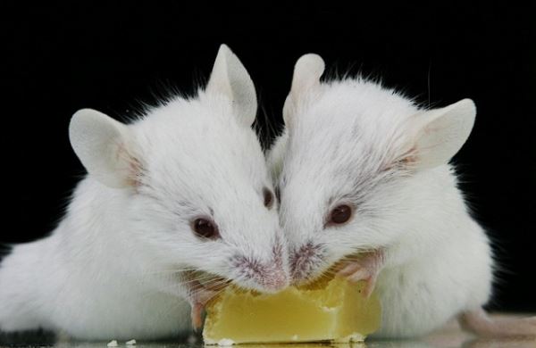 <br />
В Ростовской области нашли два новых вида мышей<br />
